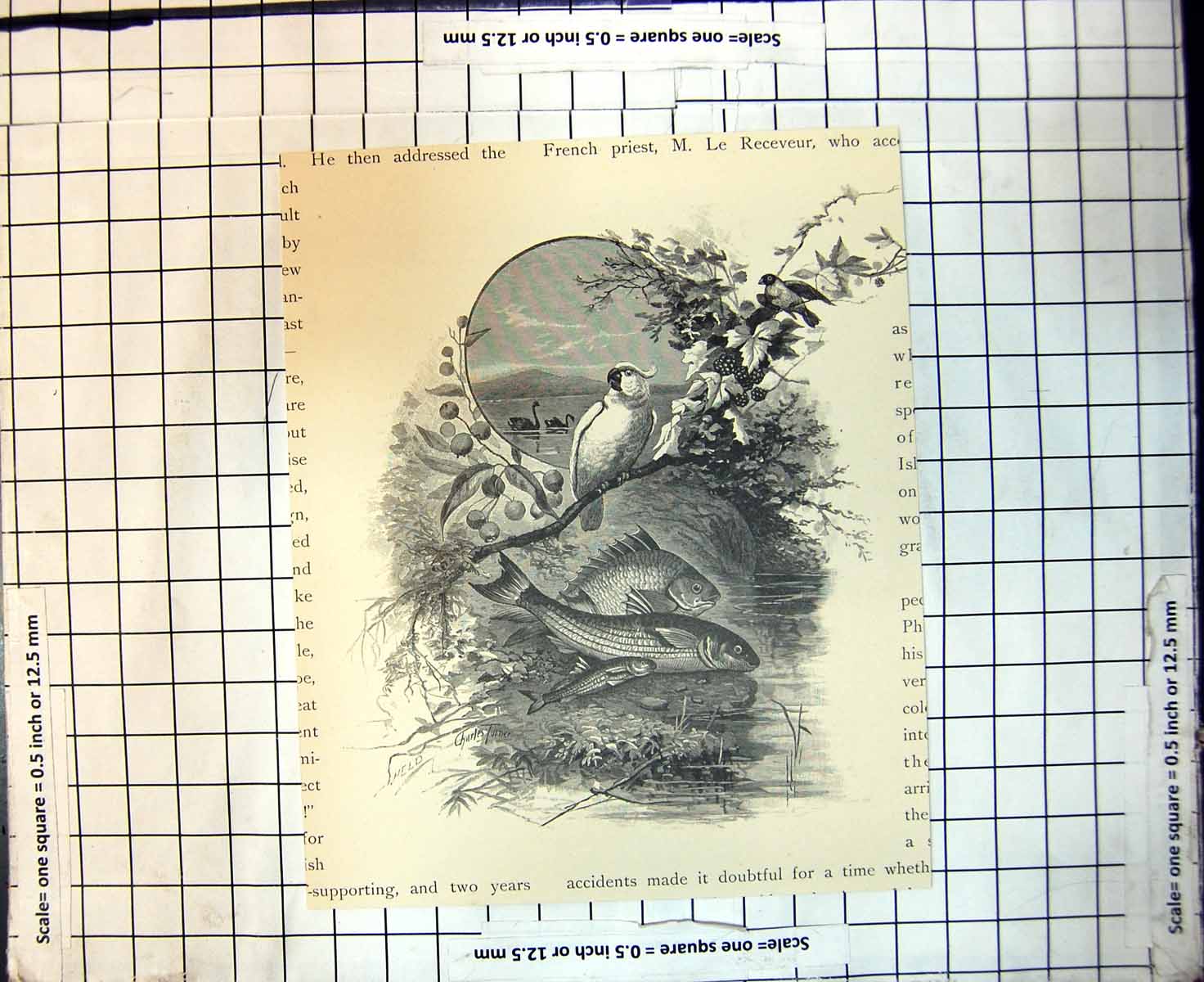 Original Old Antique Print Swans Lake Parrot Bird Branch Tree Fish 1886 19th