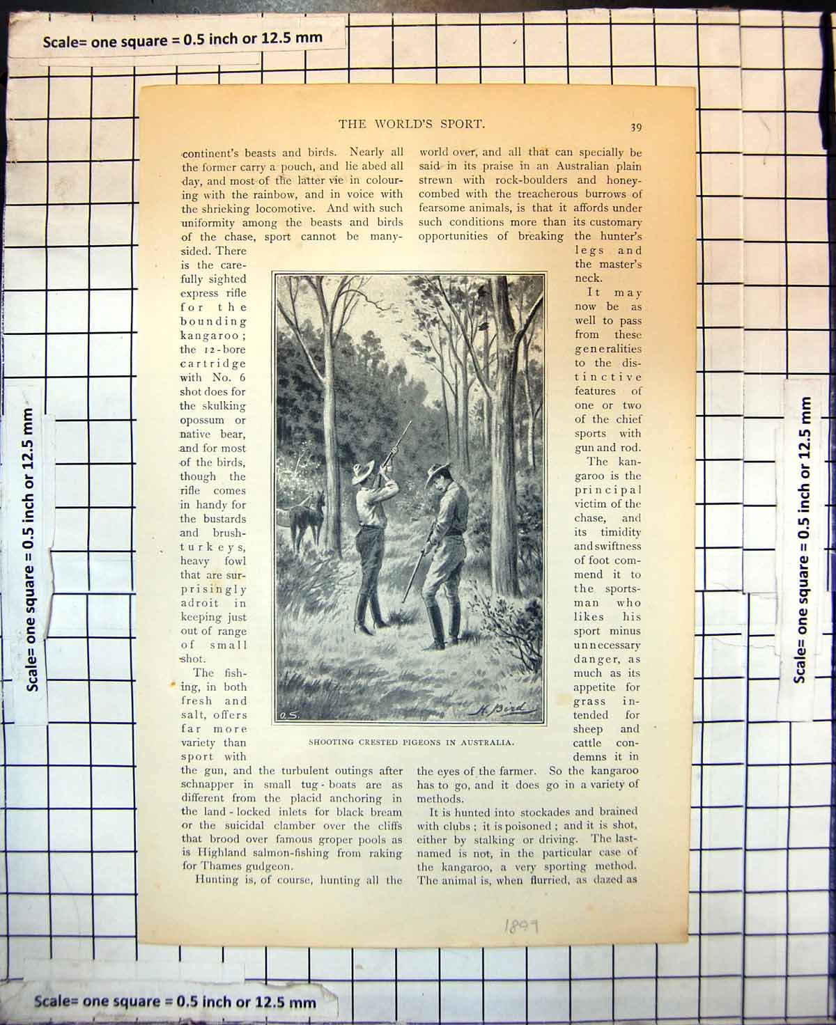 Original Old Antique Print Shooting Crested Pigeons In Australia 1899 19th