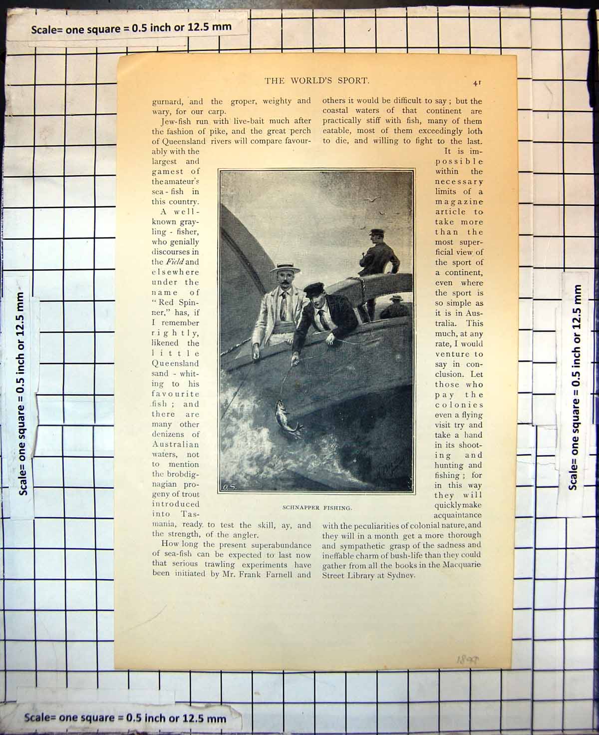 Original Old Antique Print Schnapper Fishing Australia Boat Catching Fish 1899