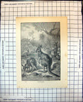 Original Old Antique Print Animal Life Australia Opossum Kangaroos Young