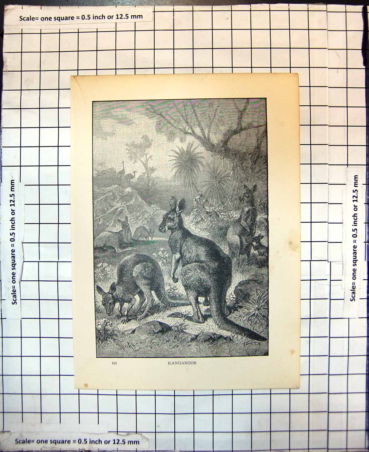 Original Old Antique Print Animal Life Australia Opossum Kangaroos Young