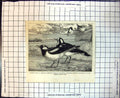 Old Magpie Larks Australia Royal Zoo Society Gardens Regents Park 1863 19th