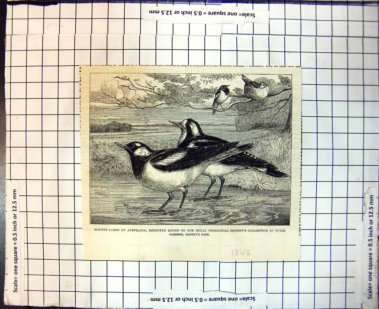 Old Magpie Larks Australia Royal Zoo Society Gardens Regents Park 1863 19th
