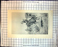 Old Print Over He Rolls With Force The Shock Pig Hunting Horseback 1898 19th