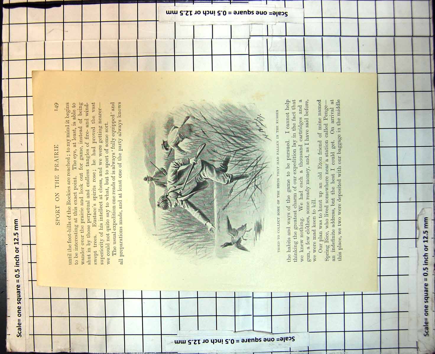 Old Print Tried To Collect Some Birds That Had Fallen In Rushes Shooters