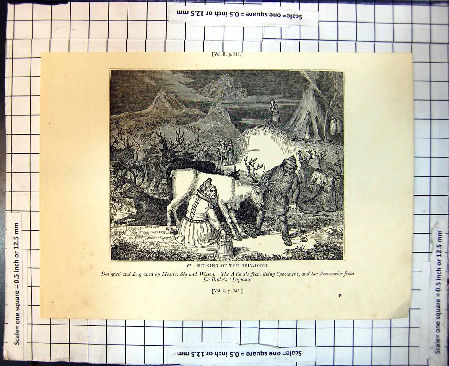 Antique Old Print Milking Reindeer Bucket Man Hing Deer Rope Tent Lapland