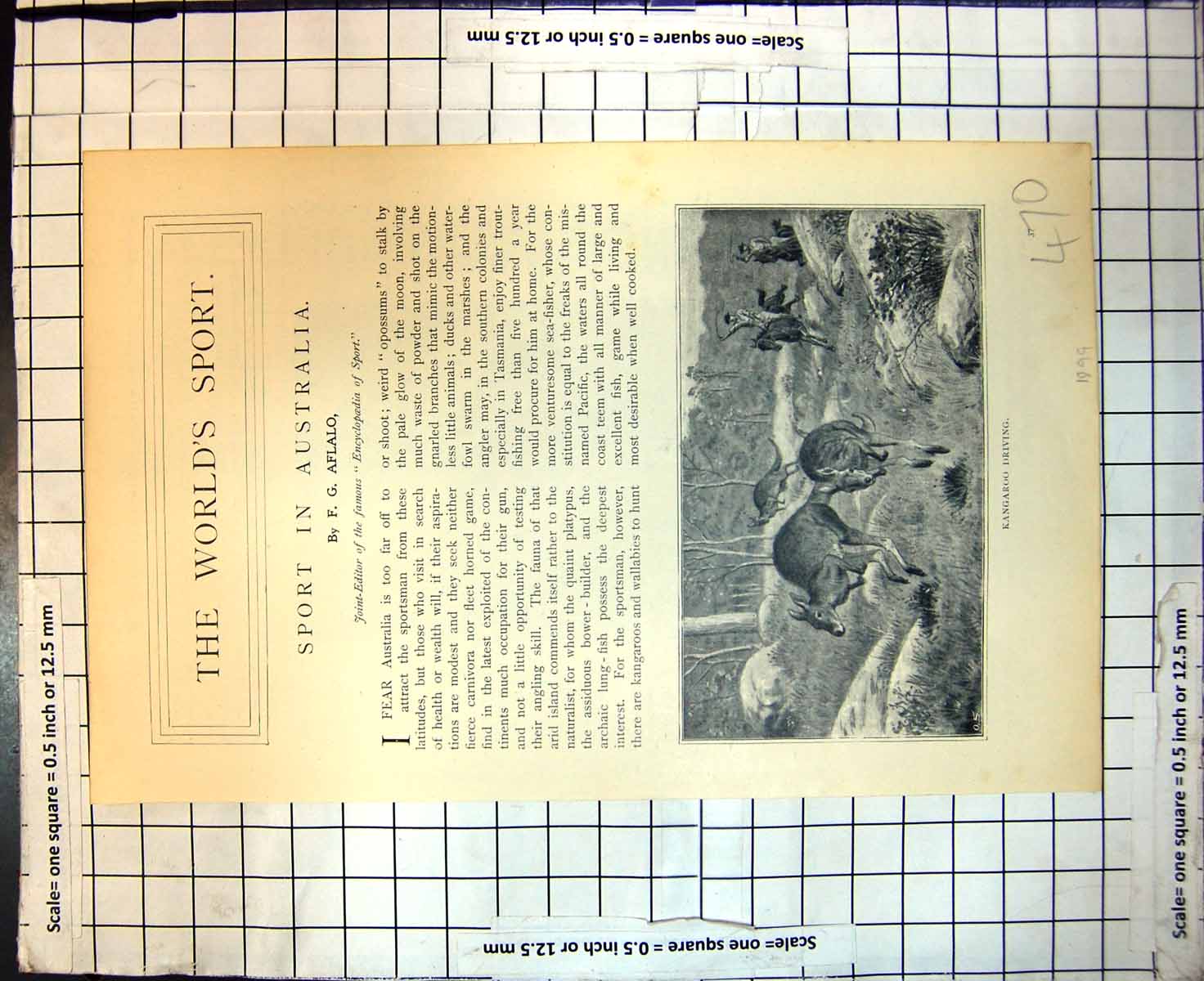 Antique Print Sport Kangaroo Driving Koala Australian Bear Baby Tree 1899 19th