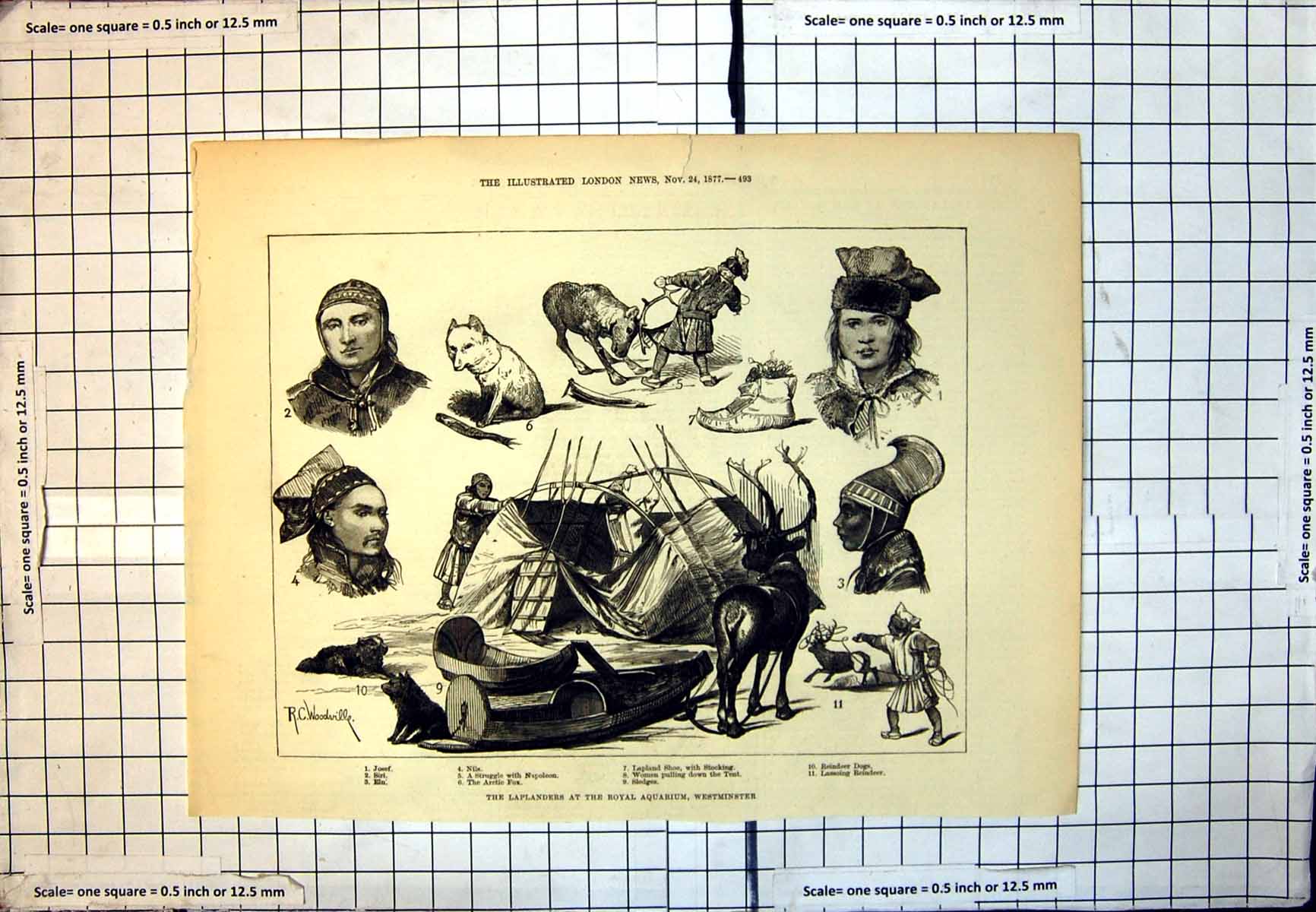 Antique Print Laplanders Royal Aquarium Westminster Sledges People 1877 106J