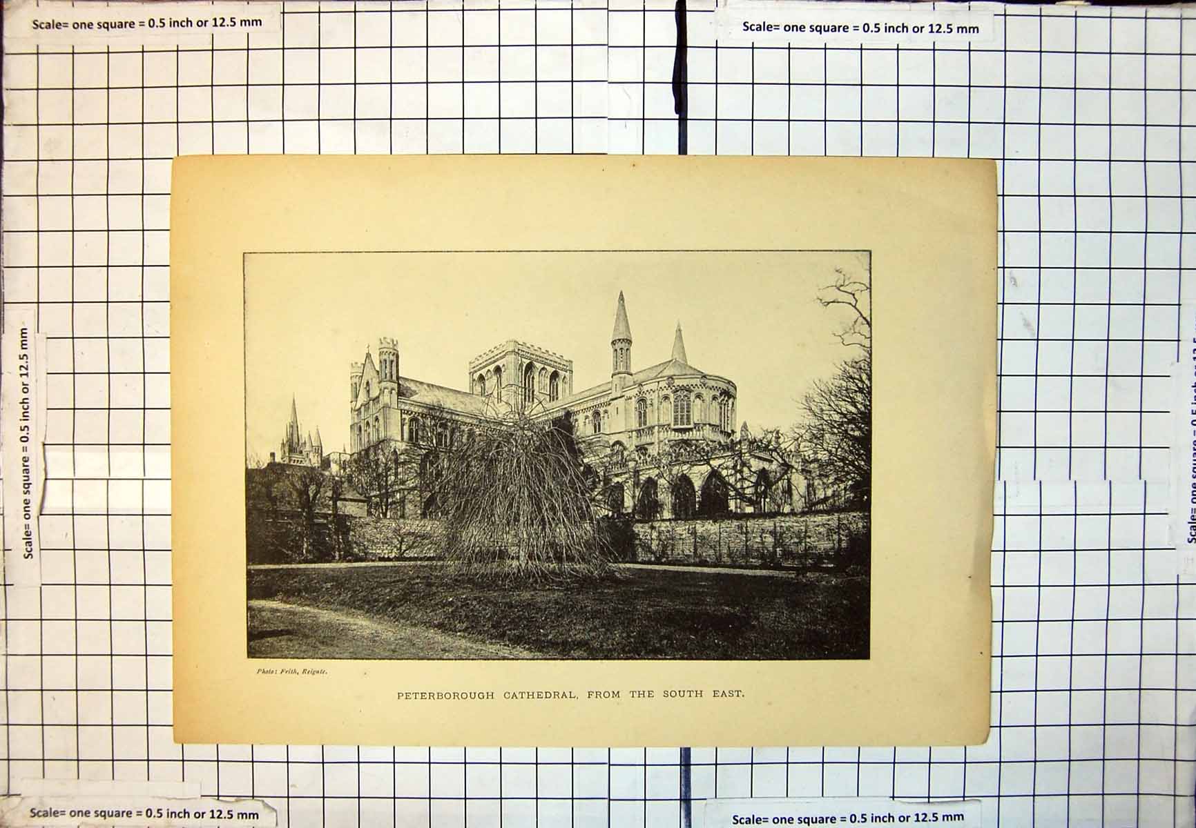 Old Print Peterborough Cathedral From South East Weeping Willow Trees 173J