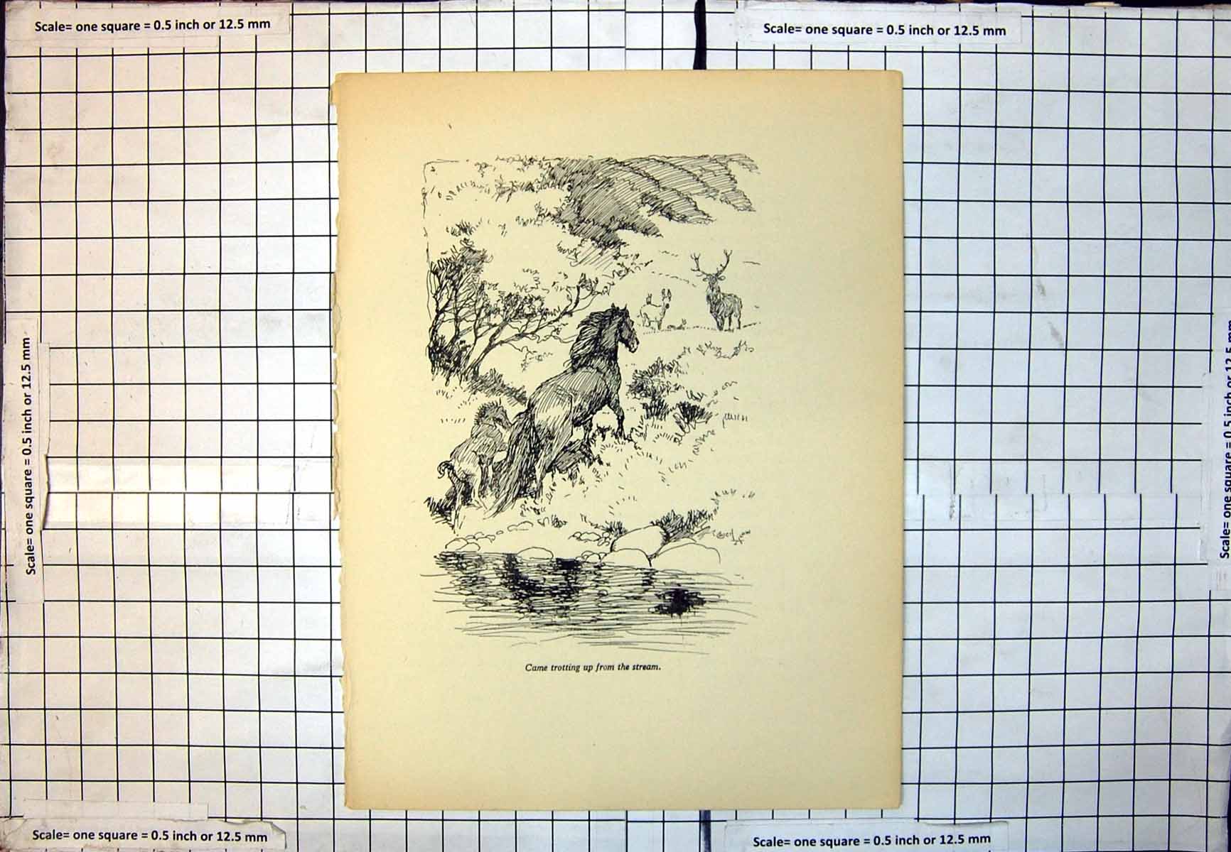 Old Print Trotting Up From Stream Horse Foal Stag Antlers Hinds Trees 239J