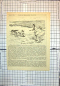 Old Novice Greyhound Hare Coursing Dog Bites Eats Prey Punch 1902 266J 20th