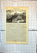 Old Tiger Retreating Into Jungle Captured Englishman Elephants 1834 312J 19th