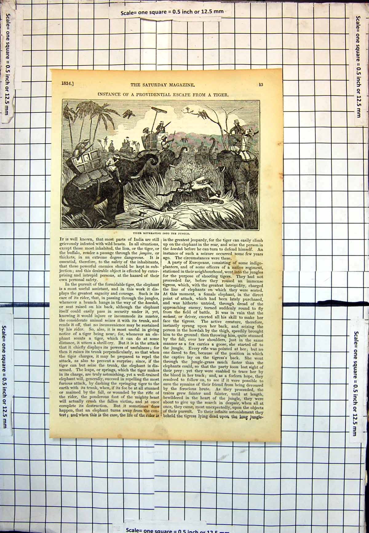 Old Tiger Retreating Into Jungle Captured Englishman Elephants 1834 312J 19th