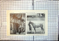 Old Print International Horse Show Stables Olympia L Lambarts Squire 1911 20th