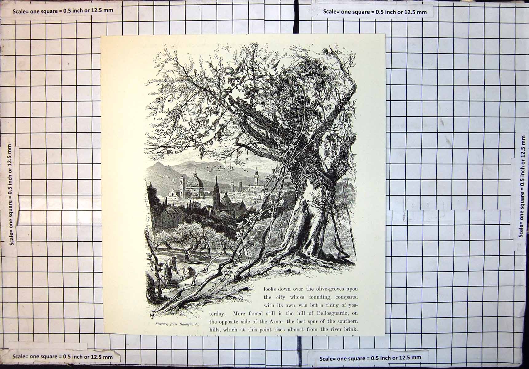 Original Old Antique Print Florence From Bellosguardo Looks Down Olive Groves