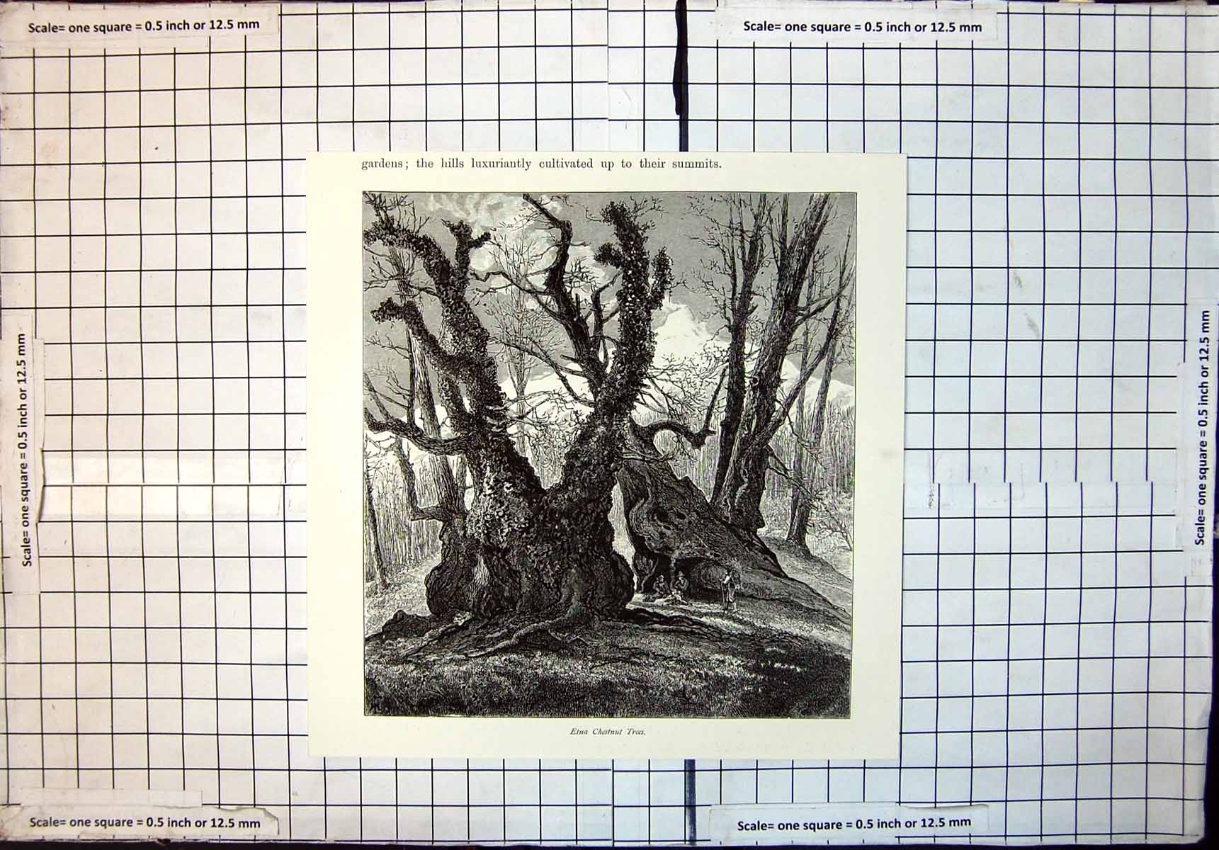 Original Old Antique Print Etna Chestnut Trees Travellers Forest