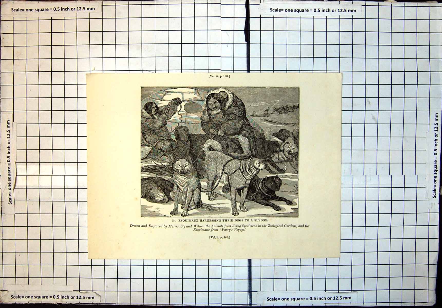 Antique Old Print Esquimaux Harnessing Their Dogs To Sledge Messrs Sly Wilson