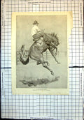 Original Old Antique Print Australian Buck Jumper J Macfarlane 1906 20th
