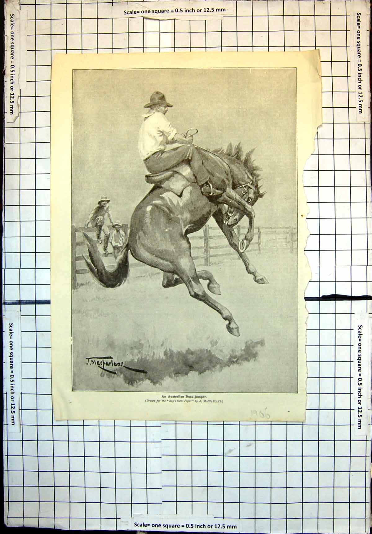 Original Old Antique Print Australian Buck Jumper J Macfarlane 1906 20th