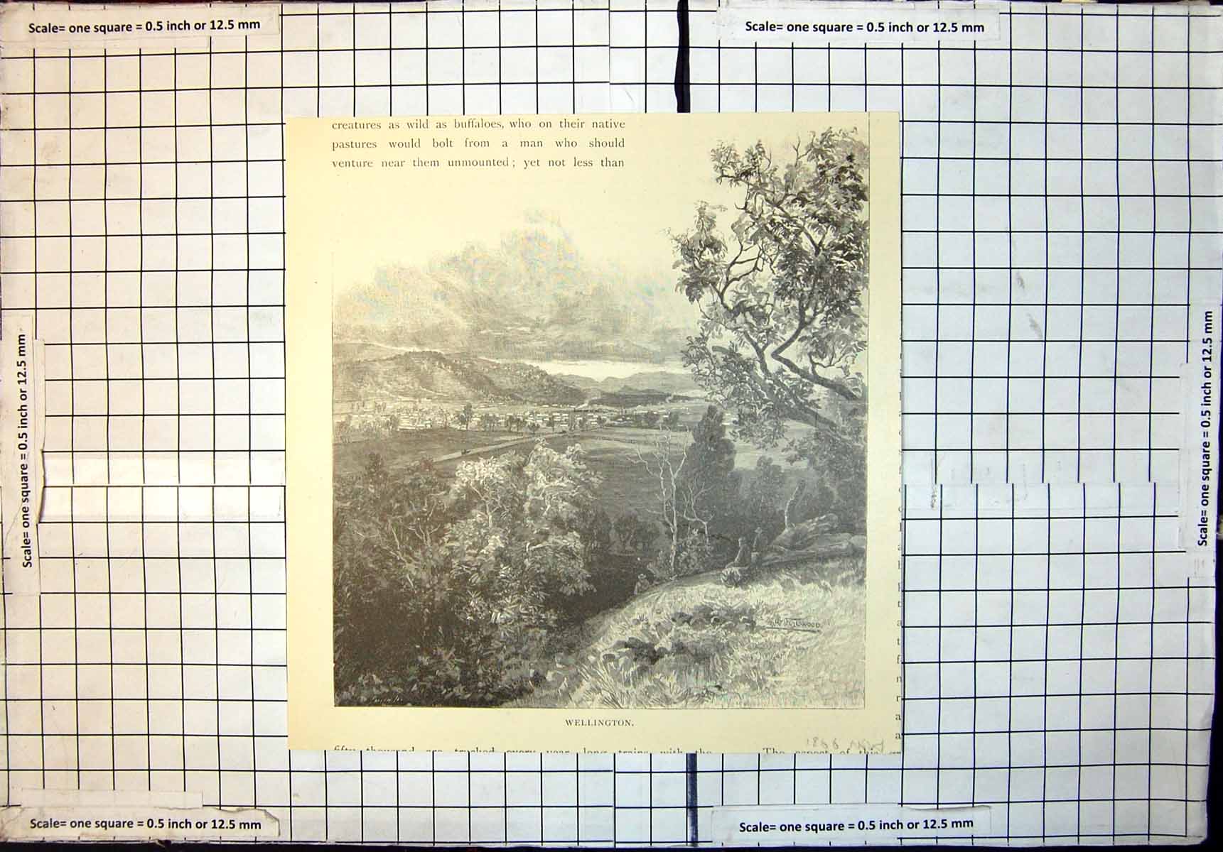 Antique Print Wellington View Countryside Towards Town New South Wales 1886
