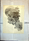 Old Fallons Vineyard Albury Barrels Making Wine New South Wales 1886 Victorian