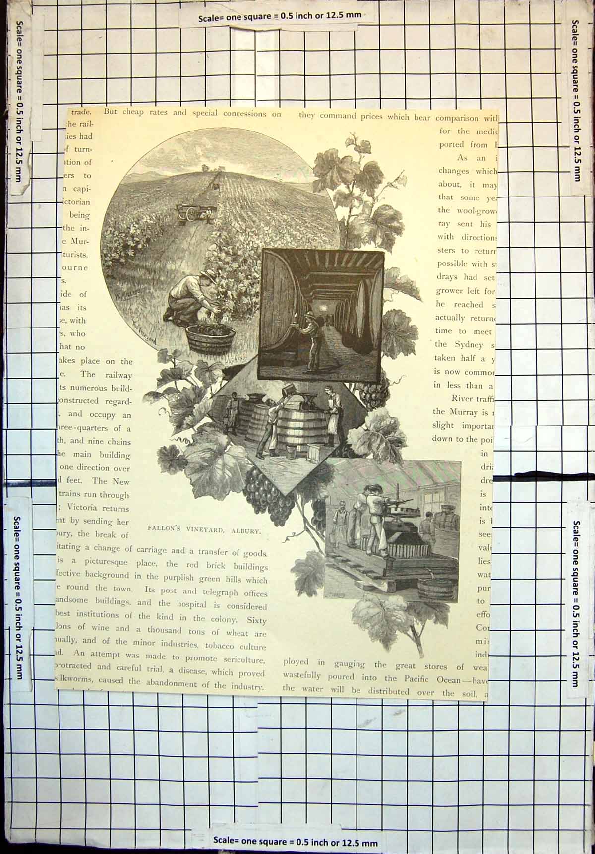 Old Fallons Vineyard Albury Barrels Making Wine New South Wales 1886 Victorian