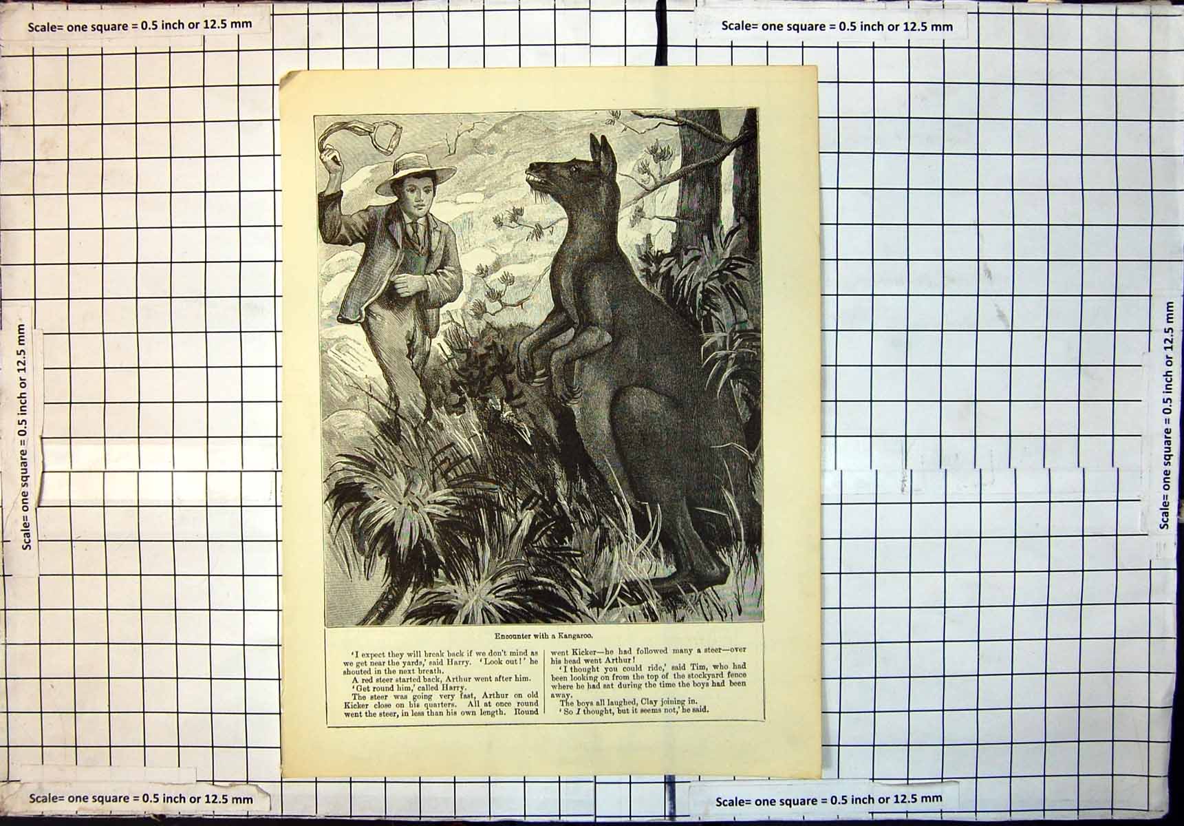 Original Old Antique Print Encounter With Kangaroo Boy Trees