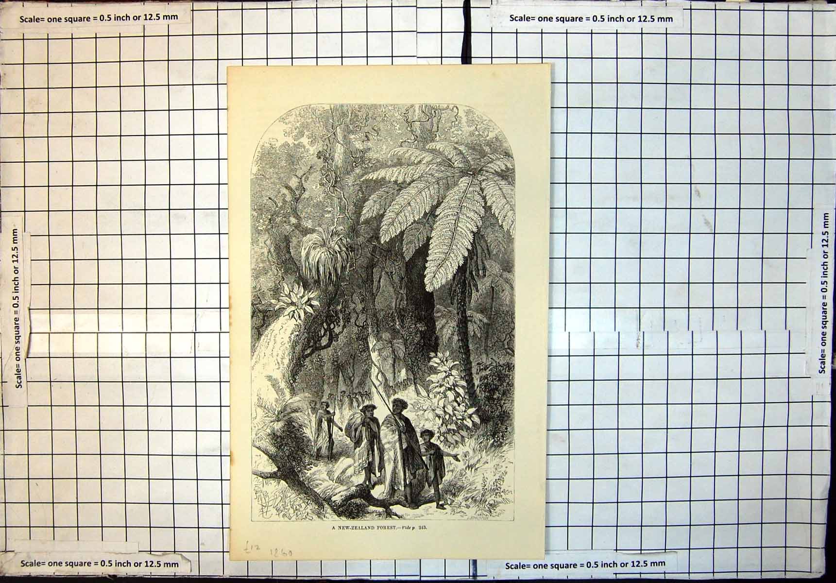 Original Old Antique Print New Zealand Forest Natives Spears Palm Trees 1860