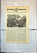 Old Polynesia View Island Fare Palm Trees Mountains Tyermans Journal1