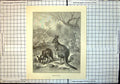 Original Old Antique Print Kangaroo Mature Kangaroos Baby Trees