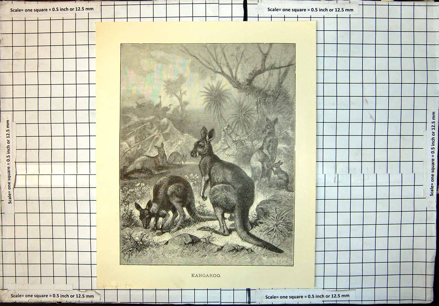 Original Old Antique Print Kangaroo Mature Kangaroos Baby Trees