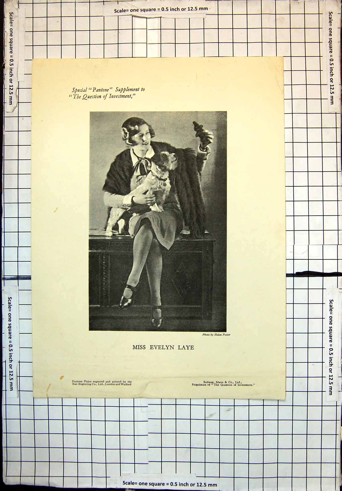 Original Old Antique Print Miss Evelyn Laye Fur Stole Dog