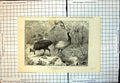 Original Old Antique Print Group Birds Animals Engraved Queensland Wood 1886