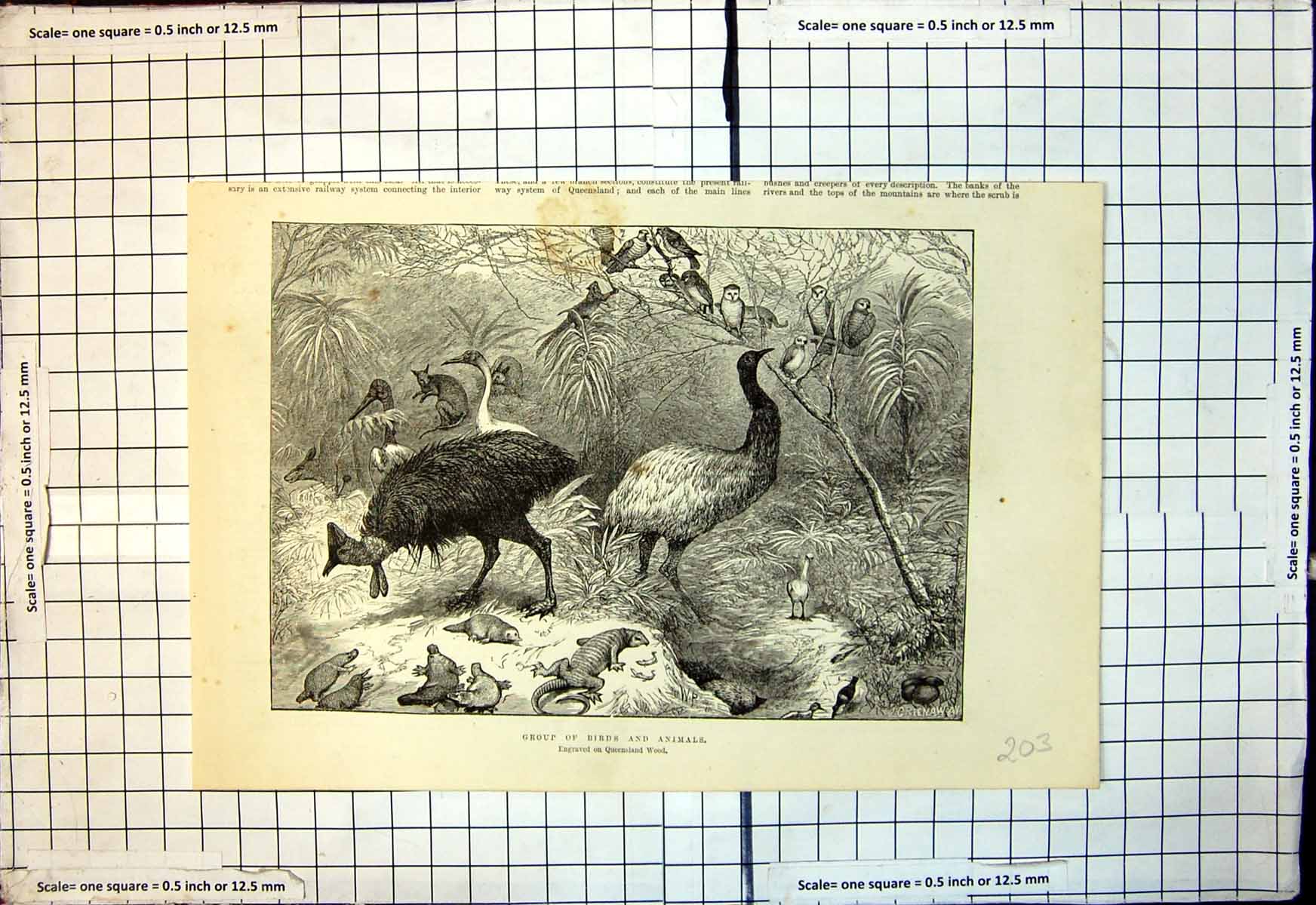 Original Old Antique Print Group Birds Animals Engraved Queensland Wood 1886