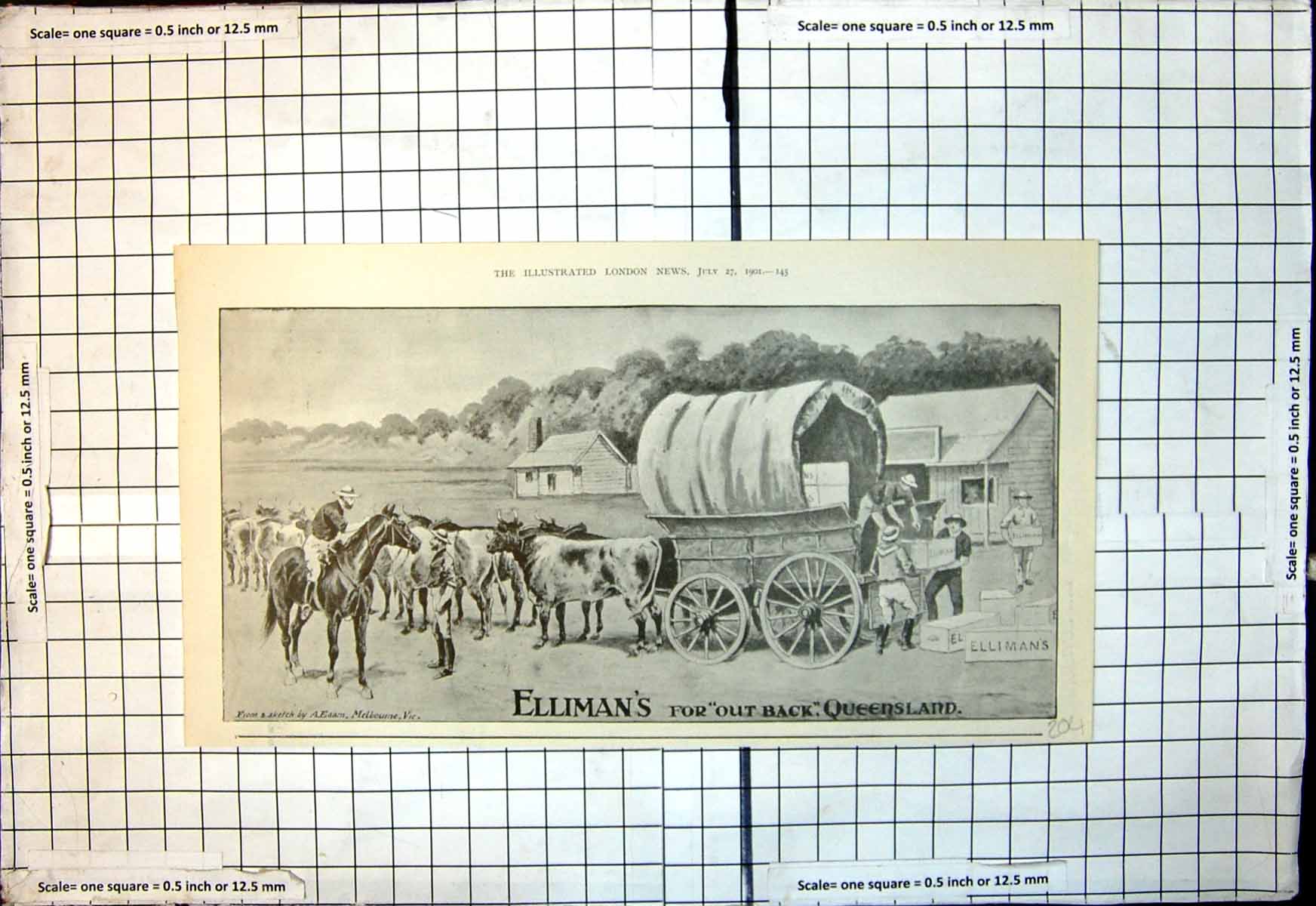 Antique Print Ellimans Embrocation For Outback Queensland Horse Cattle 1901