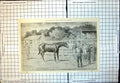 Old Print Auctioneer Horse No Looks Ellimans Might Win Melbourne Cup 1901 20th