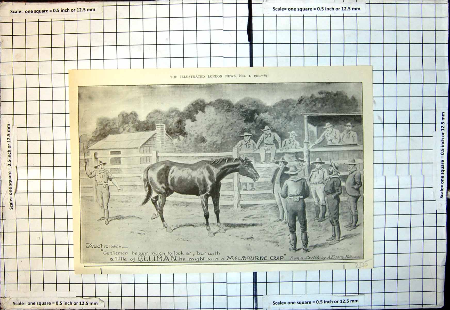 Old Print Auctioneer Horse No Looks Ellimans Might Win Melbourne Cup 1901 20th