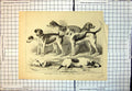 Original Old Antique Print Prize Winners First Show Dublin Kennel Club