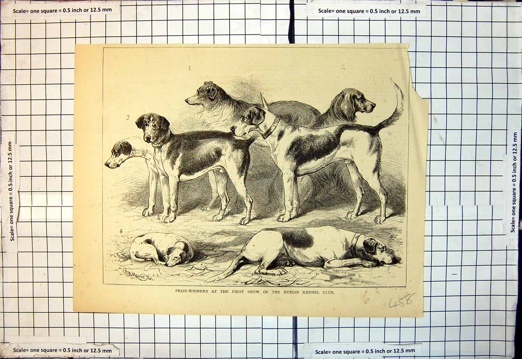 Original Old Antique Print Prize Winners First Show Dublin Kennel Club