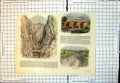 Antique Print Rose Hill Cutting Hodshrove Skew Bridge Falmer Tunnel Colour