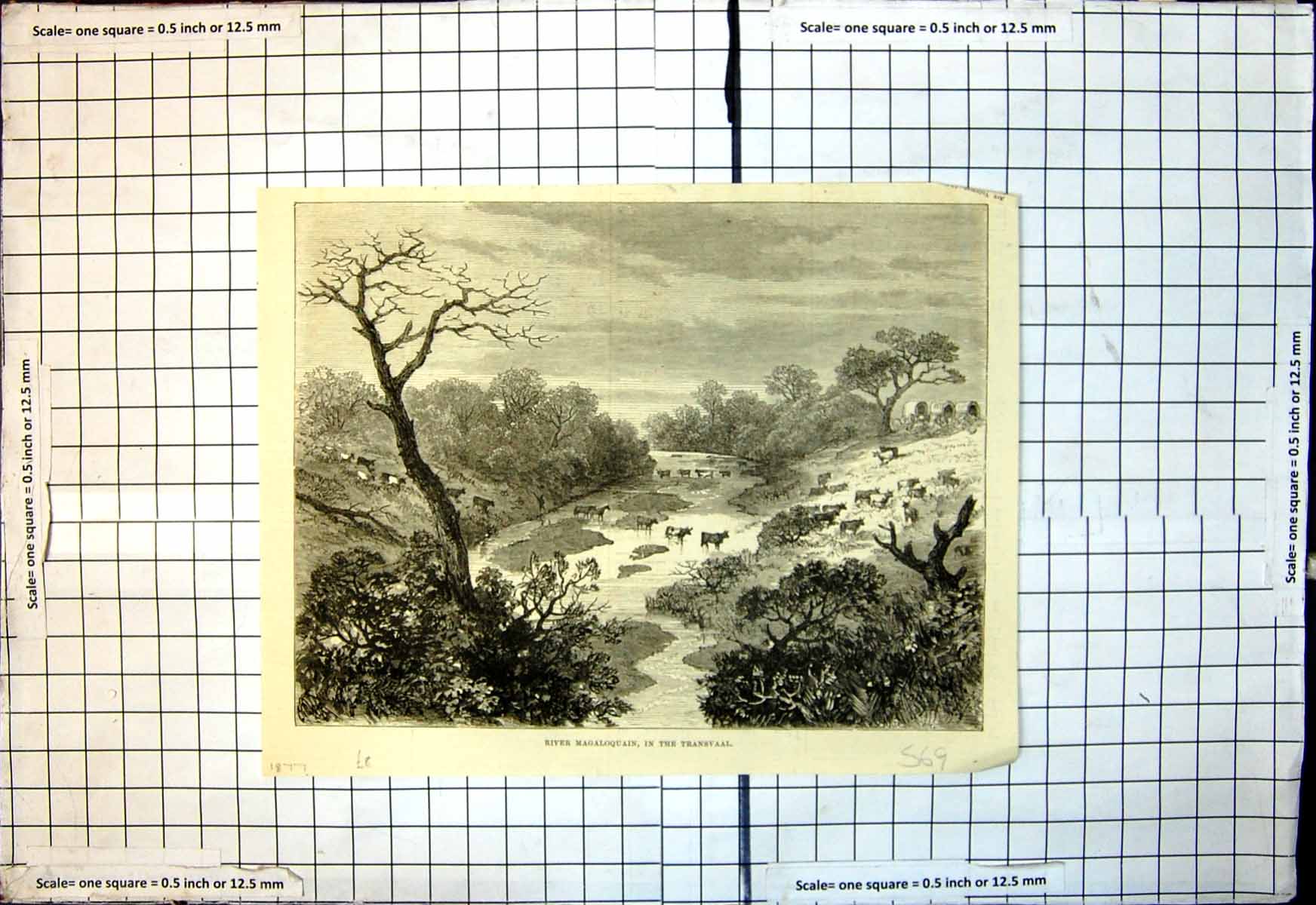 Antique Print River Magaloquain Transvaal Cattle Horses Crossing River 1877