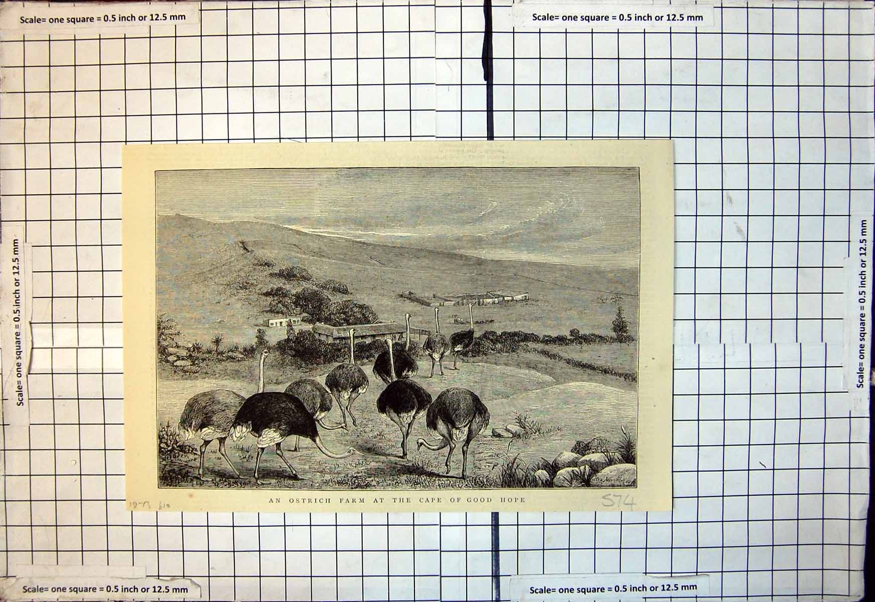 Original Old Antique Print Ostrich Farm Cape Good Hope 1873 19th