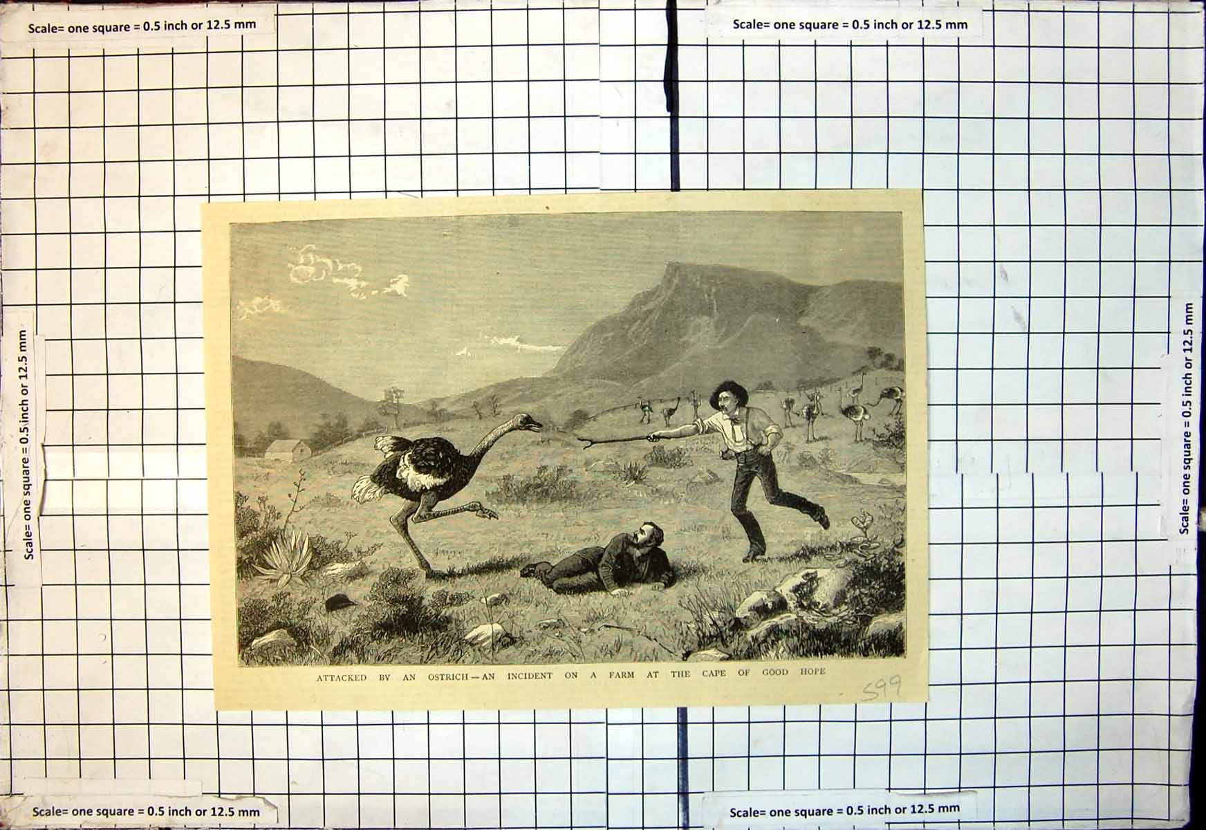 Old Antique Print Attacked By Ostrich Incident Farm Cape Good Hope 1883 19th