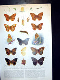 Old Life Story Butterfly Larva Maturity Silver-Washed Fritillary 1924 20th