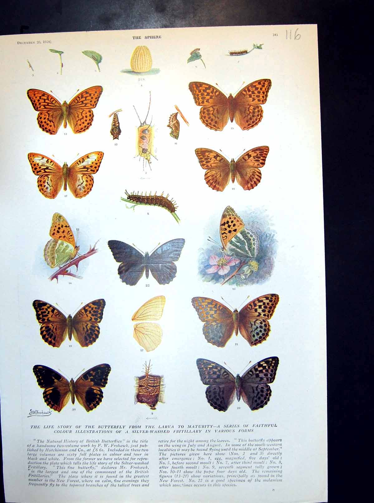 Old Life Story Butterfly Larva Maturity Silver-Washed Fritillary 1924 20th