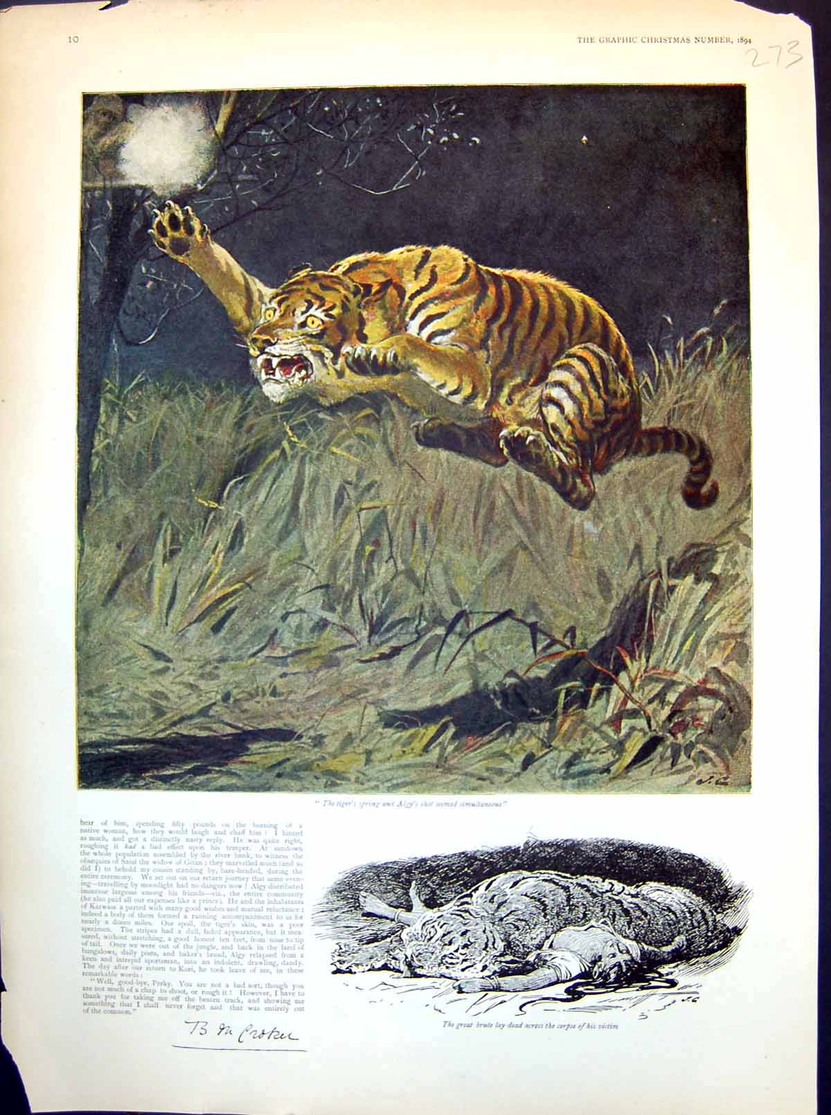 Old Print Tiger Springing Great Brute Lay Dead Across Corpse Victim 1894 19th