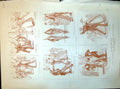 Antique Print Ball Room Improvements Support Wallflower Pocket Partner 1884