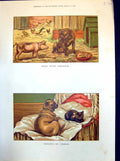 Old Print Dog Guarding Bone Pig Poultry Dog Sharing Bed Cat St Dadd 1886 19th
