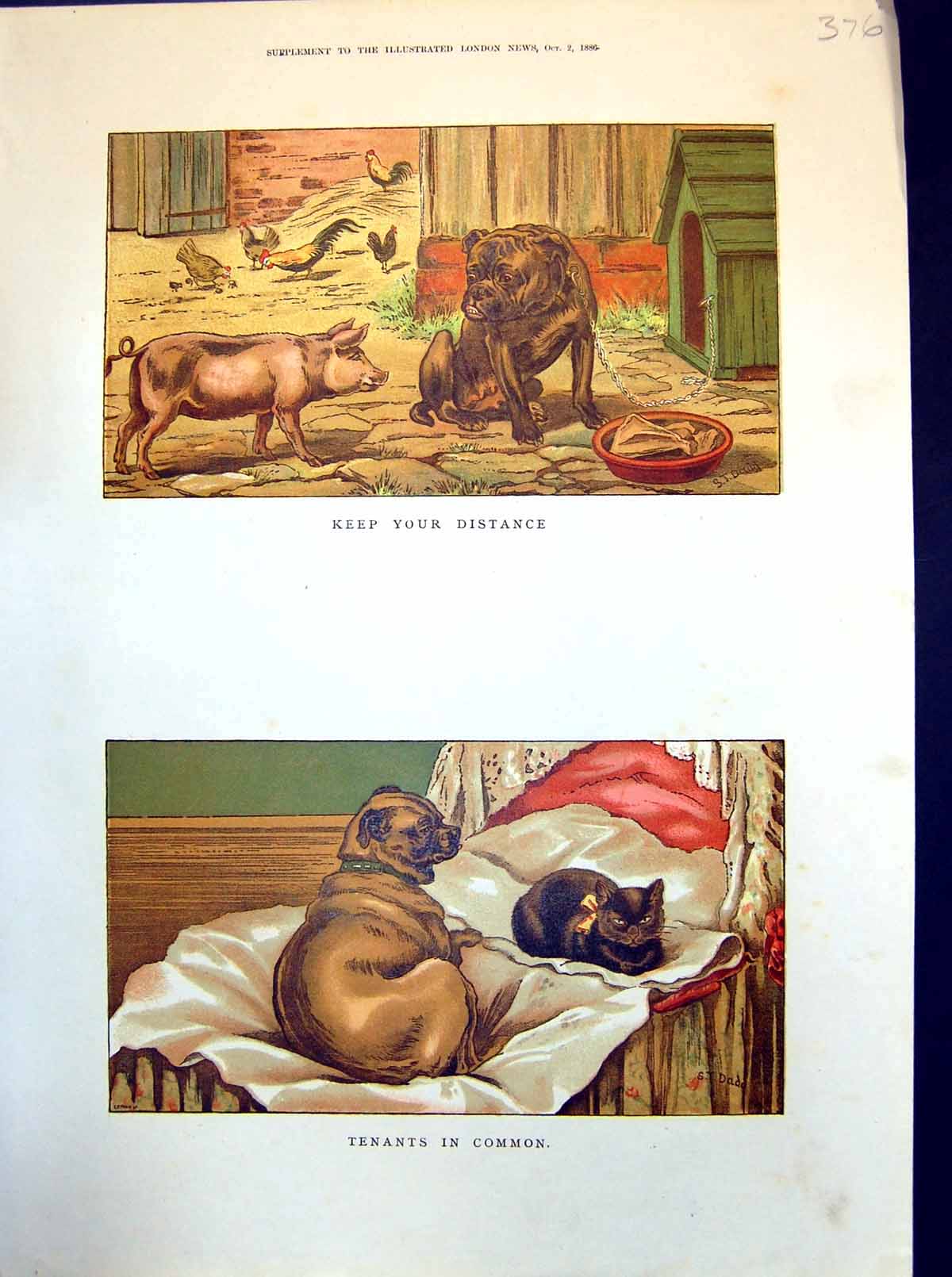 Old Print Dog Guarding Bone Pig Poultry Dog Sharing Bed Cat St Dadd 1886 19th