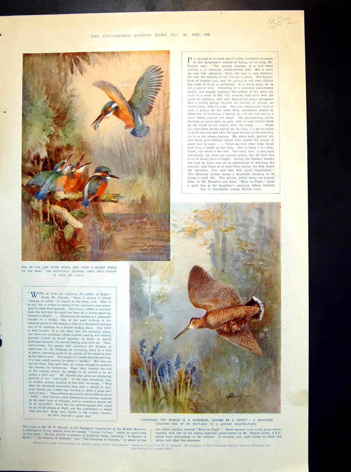 Antique Old Print Kingfisher Feeding Young Woodcock Carrying Nestling 1922 20th